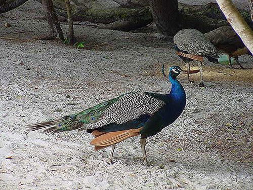 Pousada Aldeia Banzaê in Mata De Sao Joao, Brasil