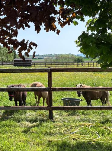 Le petit paddock - carbon neutral hotel in Unknown City