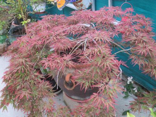 Le Parisien in Saintes, France