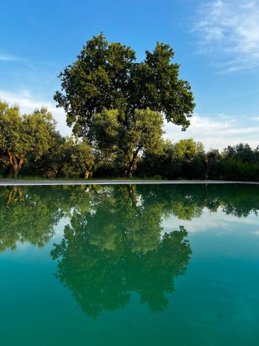 Tenuta Paino — Sessa Aurunca