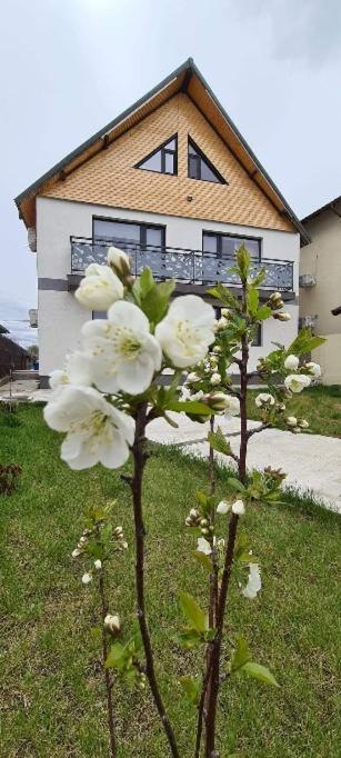 Casuta Noastra Sulina — hotel in Sulina