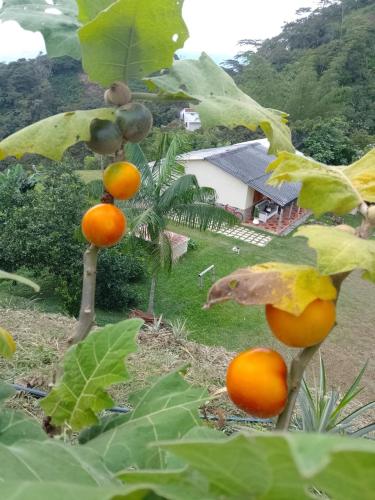 Finca La Palma in San Francisco, Colombia