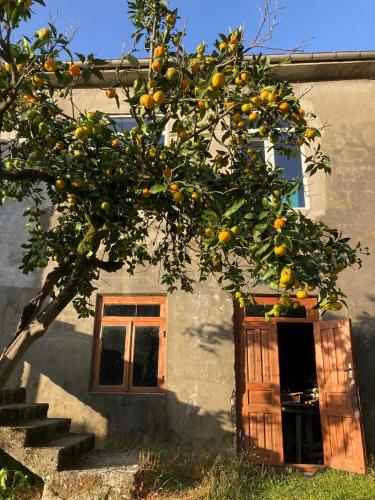 Cozy place in mountains of Ajaria in Unknown City, Georgia