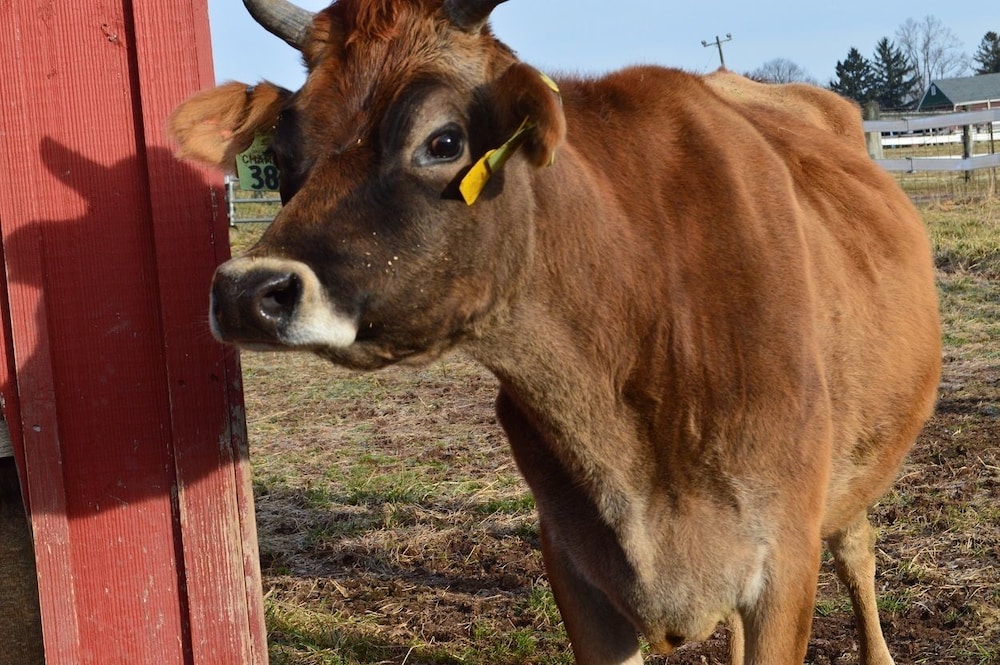 Flint Hill Farm AG - photo 32