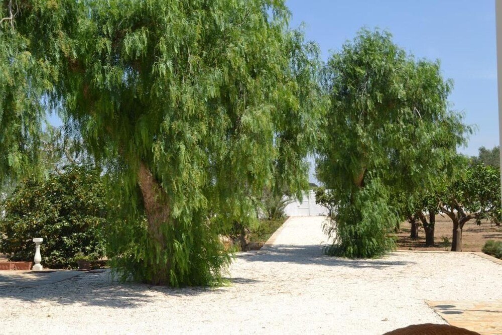 Tenuta Arate — Gallipoli — photo 5