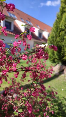 Schlossparkhotel Sallgast pet-friendly hotel Sallgast