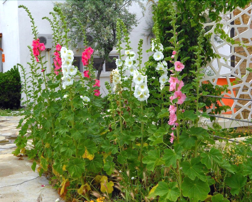 Aytas Hotel in Ayvalik, Turkey