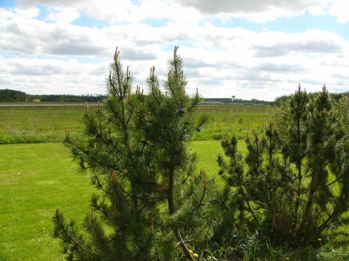 Hotelli Aliisa — Loimaa — photo 5