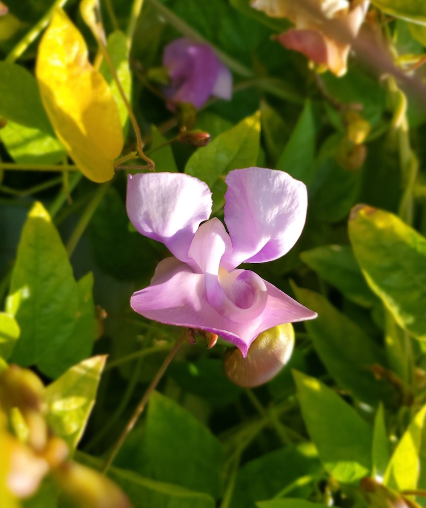 Colony Inn - photo 42