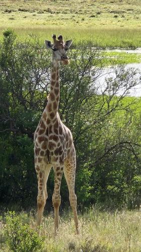 Goshen Guest Farm in De Rust, South Africa