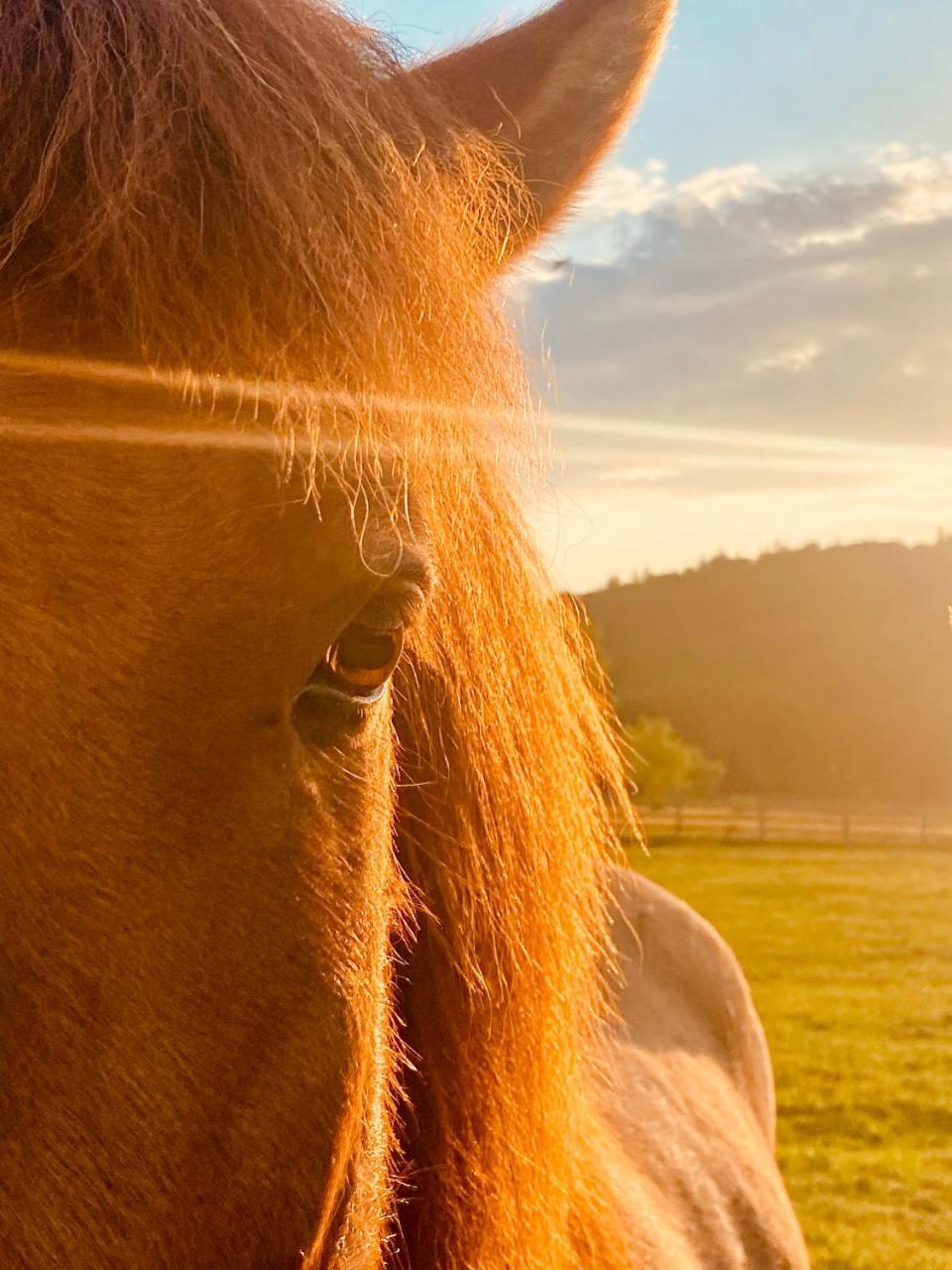 Hestur Ivo in Izvoare, Romania