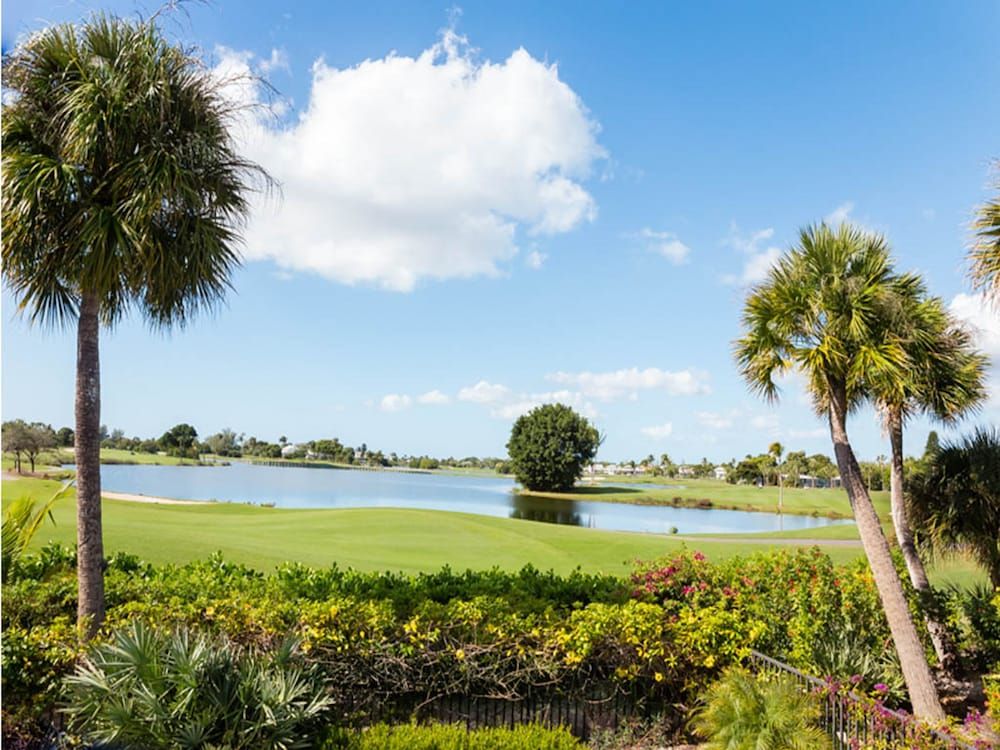White Ibis in Sanibel, United States