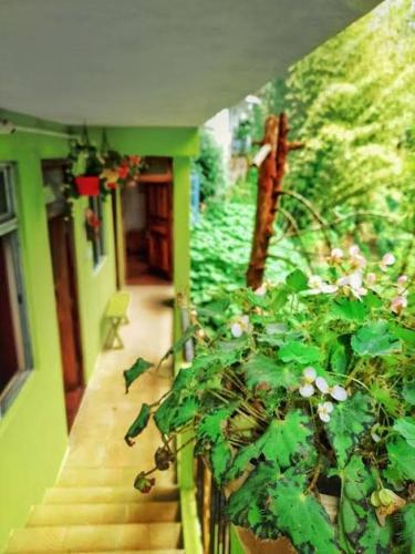 Silver Sun Official - carbon neutral hotel in Darjiling