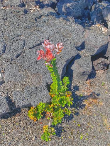 Volcano Inn - photo 2