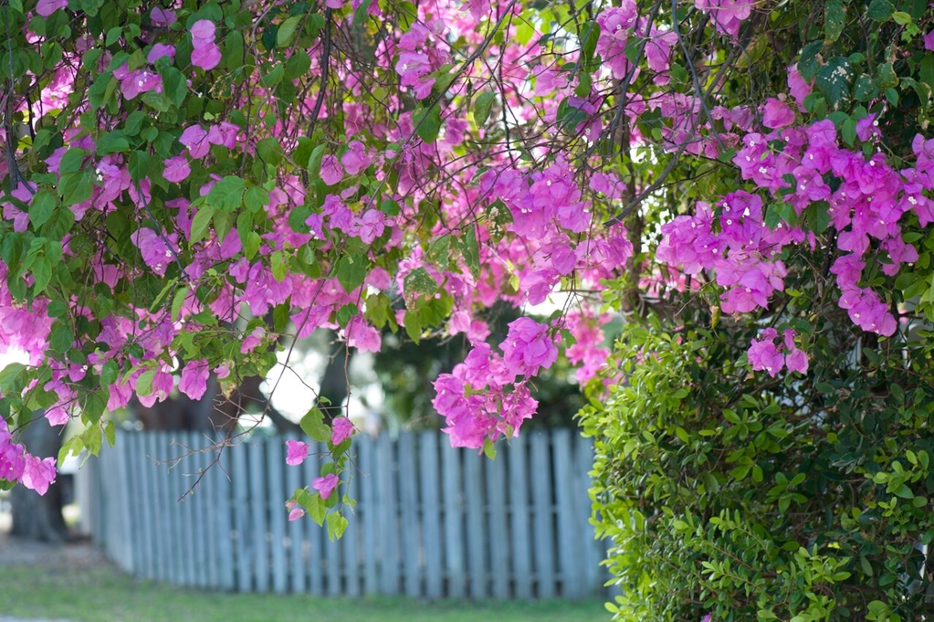 Coconut Palm Inn - photo 39