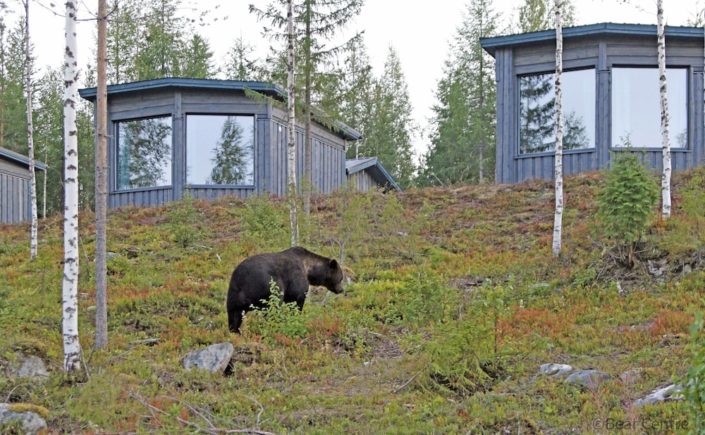 Bear Centre in Kuhmo, Finland
