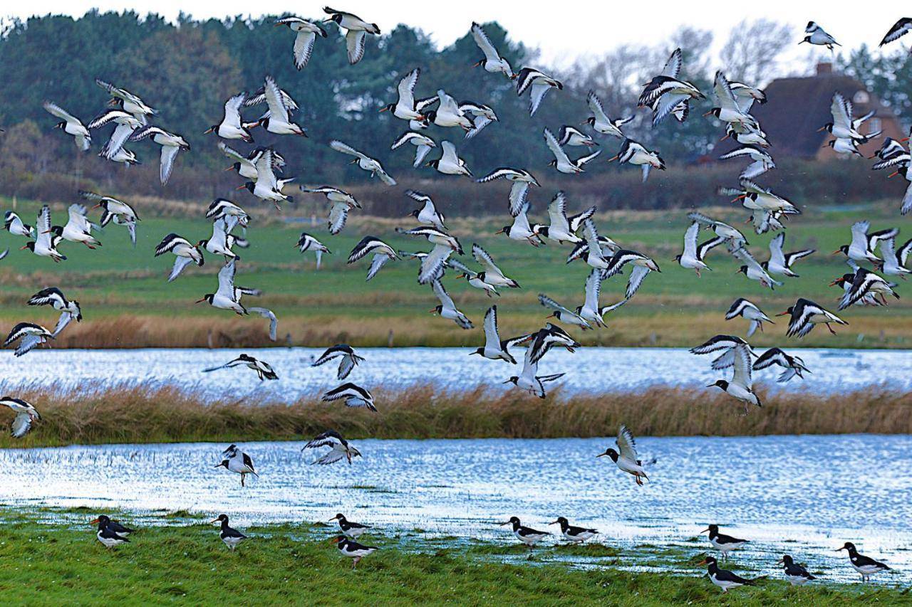 Appartements Wyk Auf Fohr in Wyk Auf Foehr, Germany