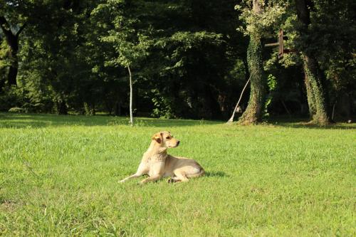 Kvareli Oaks in Qvareli, Georgia