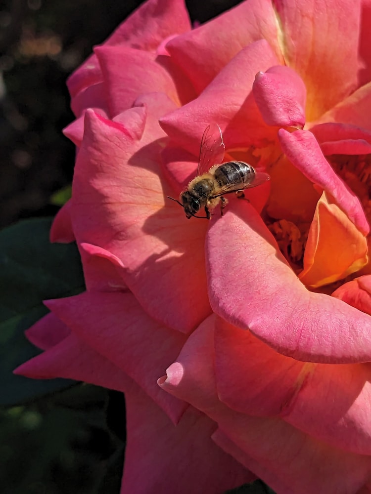 Los Gatos Garden Inn Hotel - photo 48