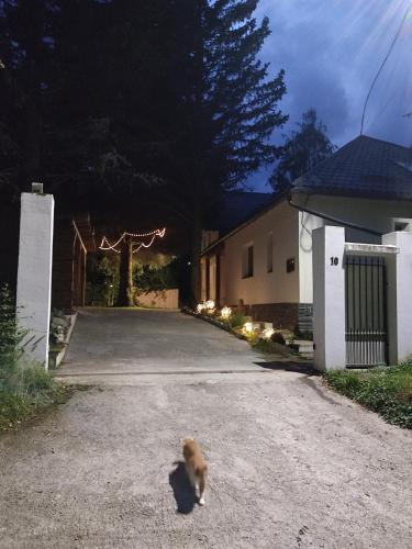Căsuța cu Brazi - last minute hotel in Unknown City