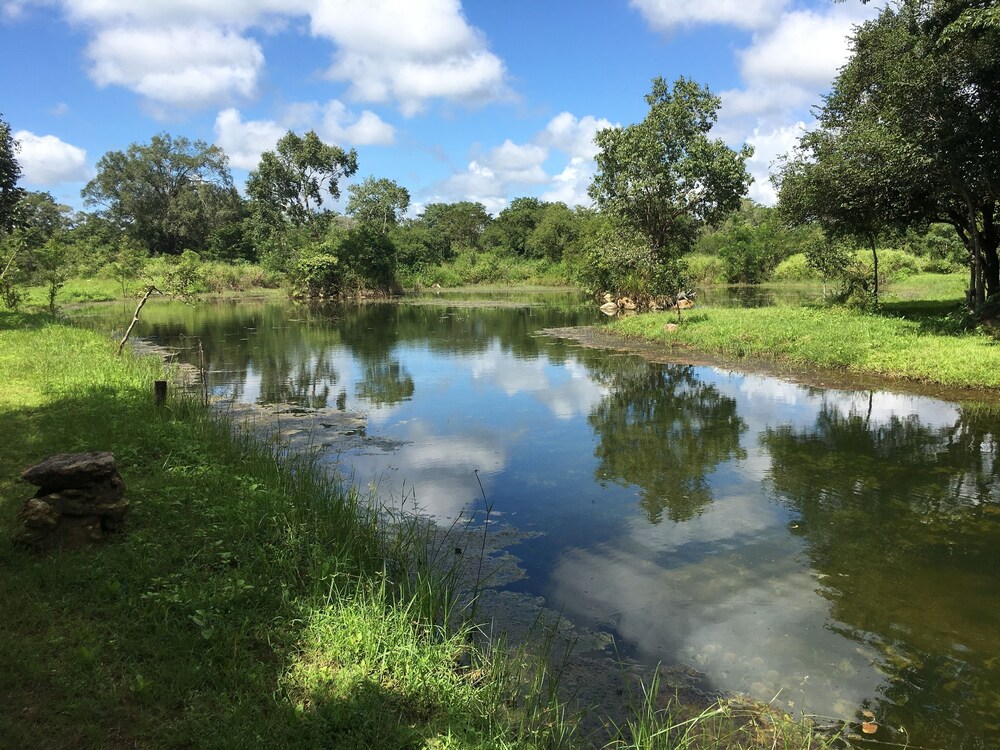 Elephant Hide by Cacao in Sigiriya, Sri Lanka
