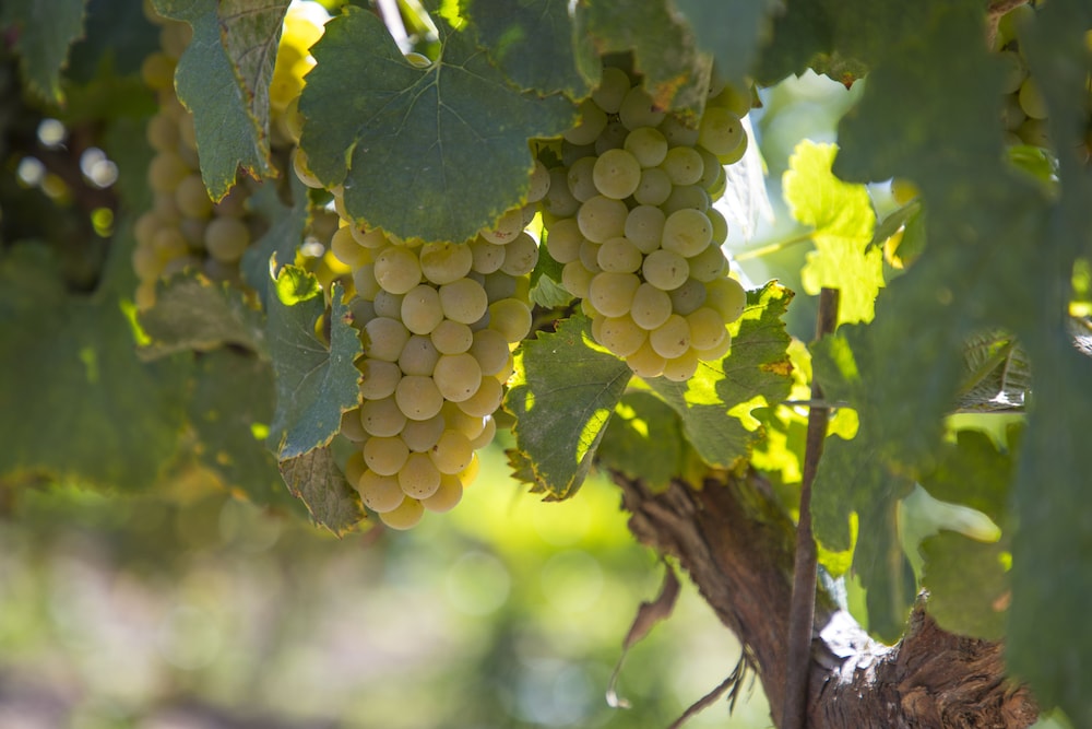 Carter Estate Winery and Resort - photo 37