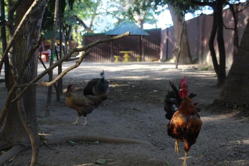 Hostalito El Greco in Bagaces, Costa Rica
