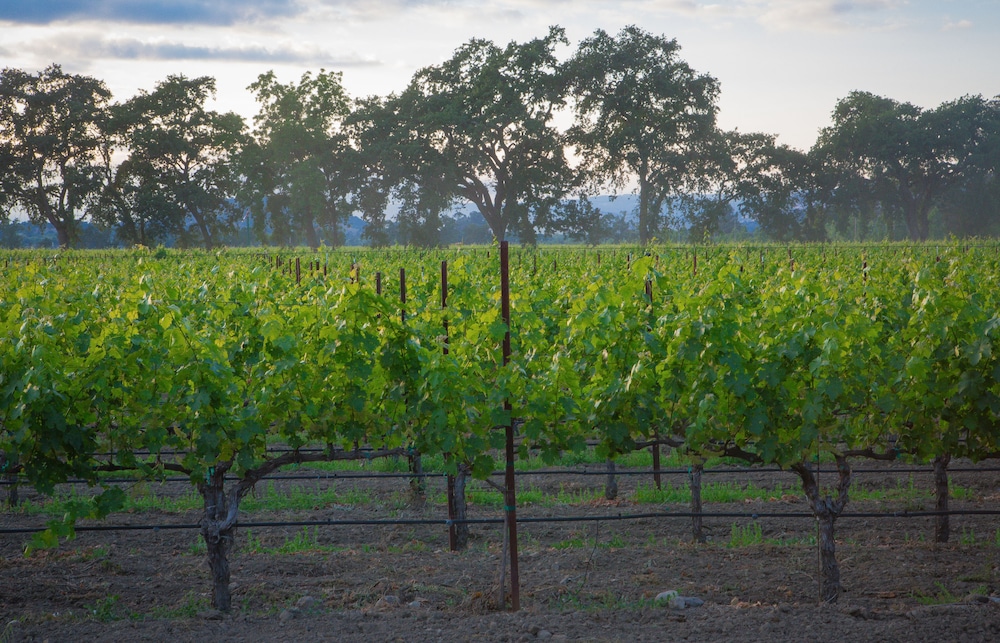 The Setting Inn Napa Valley - photo 74