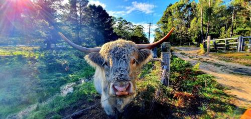 Wallabies parrots farm animals in St Helens, Australia