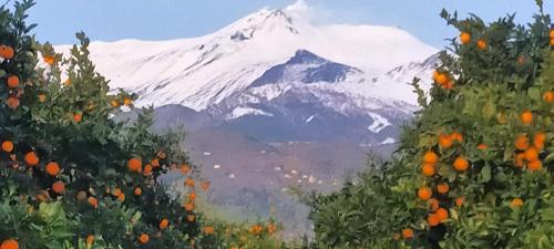 Agriturismo Gli Aranci dell’Etna — Mascali — photo 4