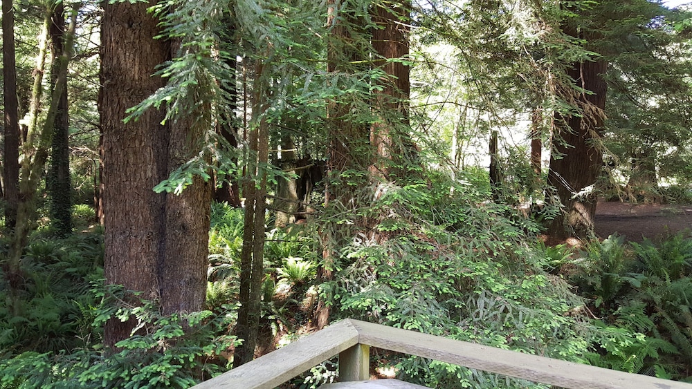 Emerald Forest Cabins - photo 164