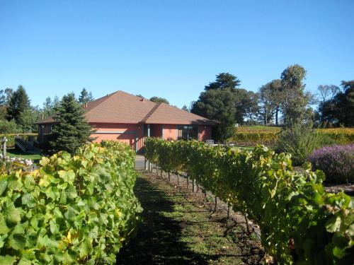 Pearlessence Vineyard Inn - photo 6