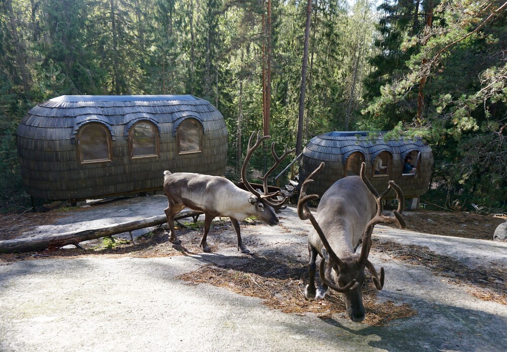 Igluhut Sleep with reindeer in Espoo, Finland