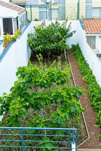 Sailorman and Friends in Ponta Delgada, Portugal