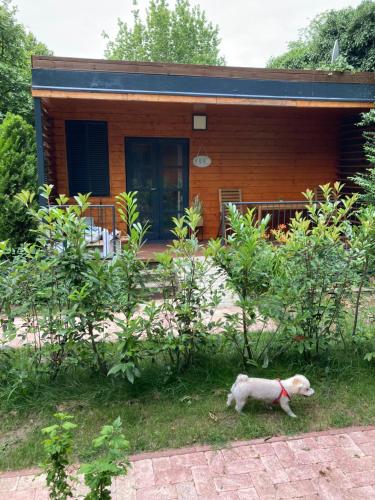 Málna Privát Nyaraló — Balatonlelle — photo 2