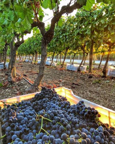 Two Rooms Hotel in Urla, Turkey