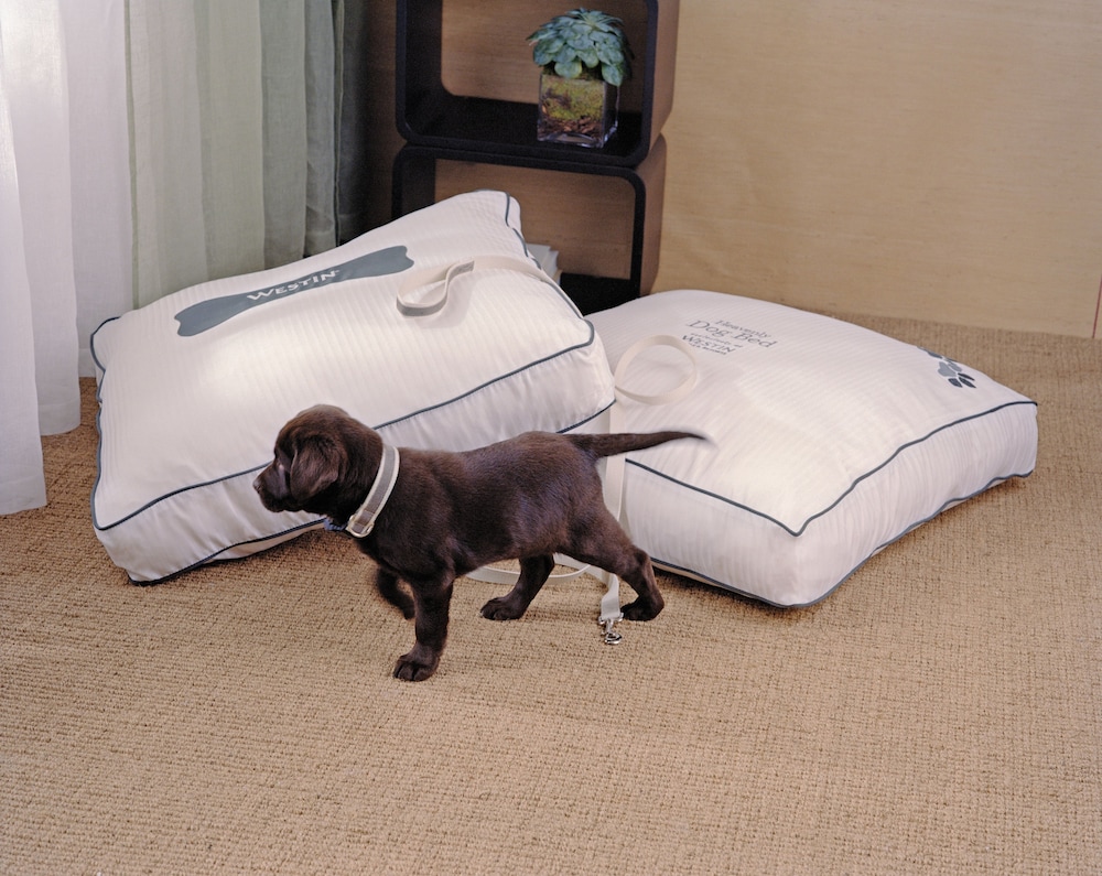 Pet-friendly