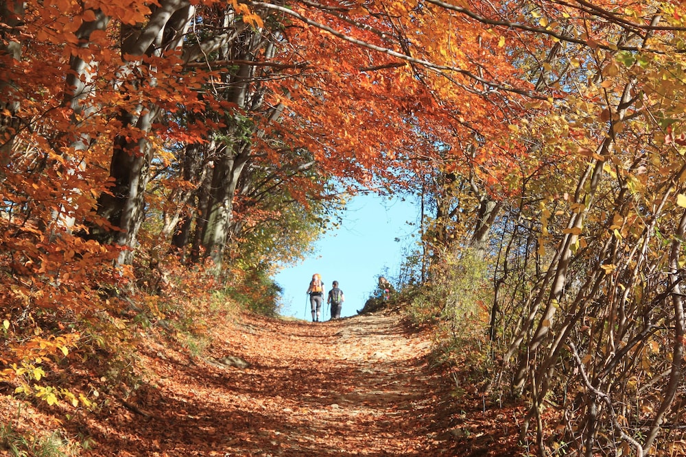 Hotel NAT Piwniczna Zdrój in Piwniczna-Zdroj, Poland