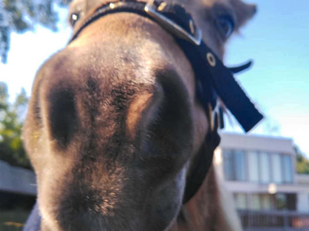 Hotel Forest Villas Nansou no Oka in Minamiboso, Japan