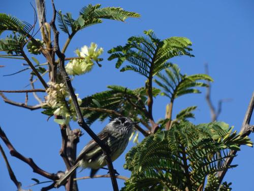 Parcela Parulus in Valdivia, Chile