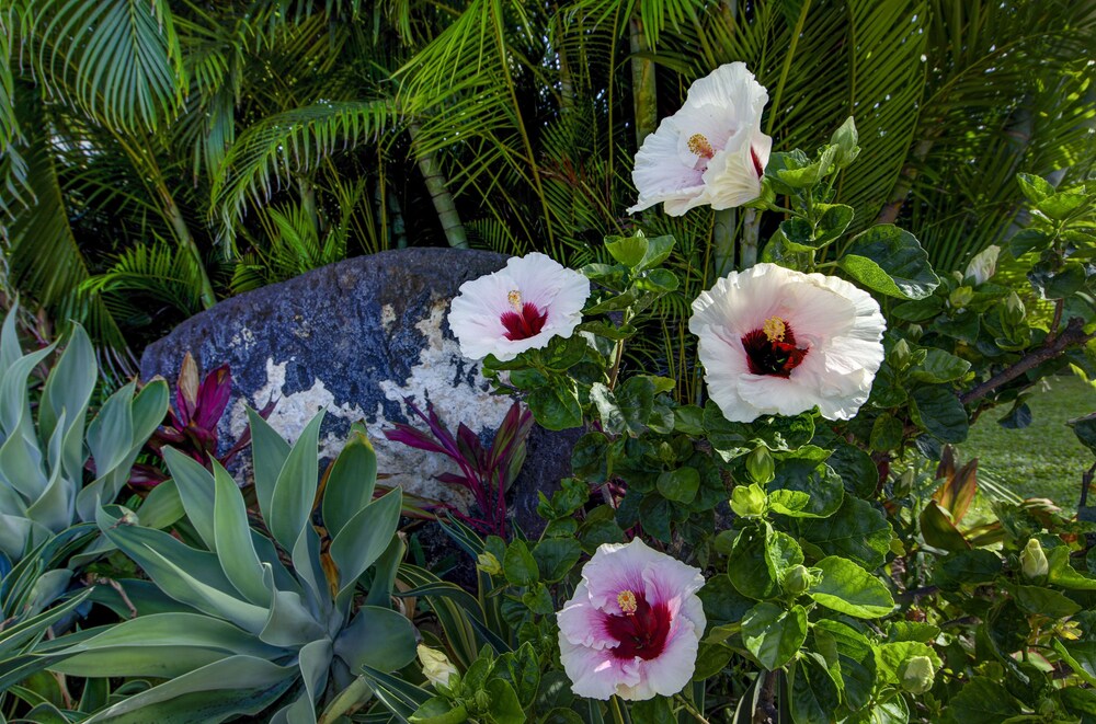 Hideaway Cove Poipu Beach - photo 3