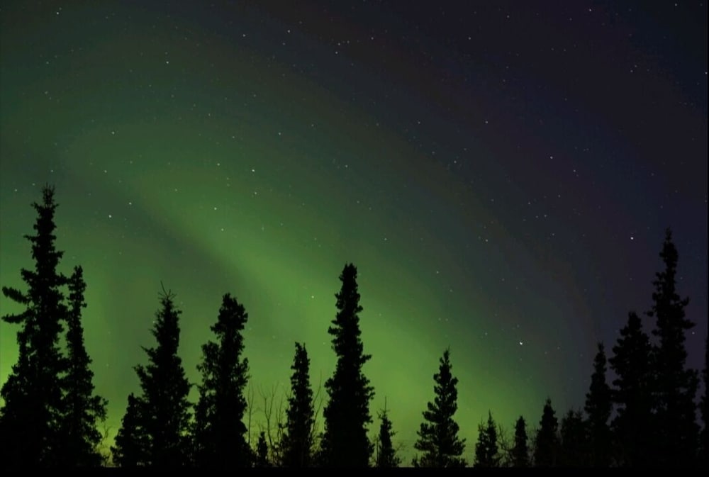 Denali Wild Stay - photo 19
