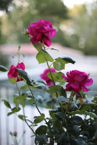 Lodges & Nature 71 — Avignon — photo 5