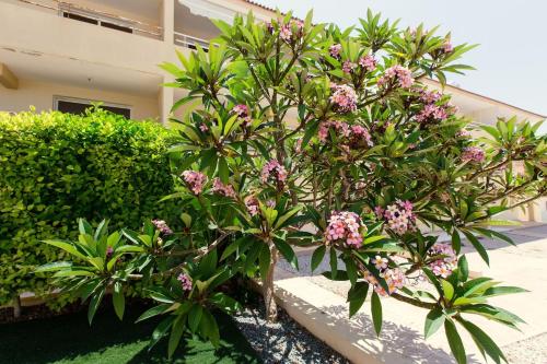 Nissi 3 Pool View Apartment — 4-Star Luxury Hotel in Ayia Napa, Cyprus