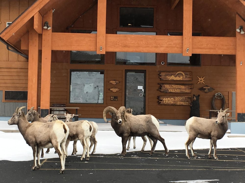 Yellowstone Village Inn and Suites - photo 13