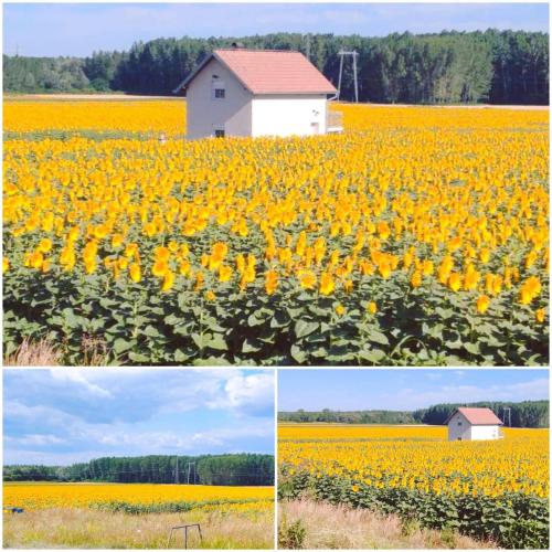 Beocinska Kapija in Vrbas, Serbia