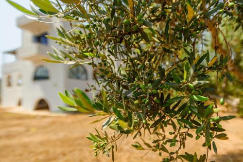 Olive Tree Horizon in Pylos, Greece