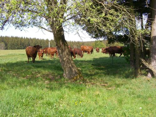 Ferienwohnungen Königshof — Ruebeland — photo 2