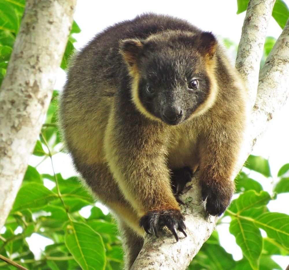 Mount Quincan Crater Retreat