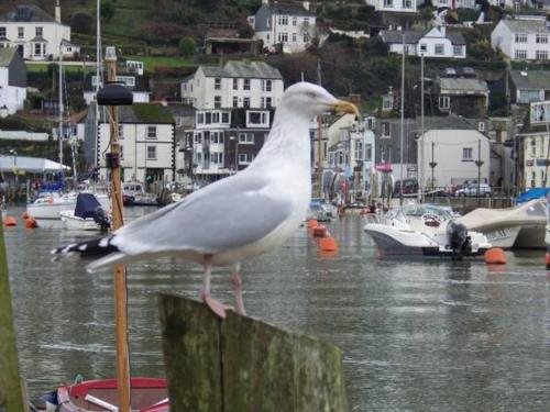 Krowji Hoba in Looe, United Kingdom